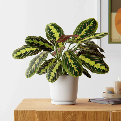 Calathea Prayer Plants - Greensouq - 