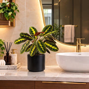 Calathea Prayer Plants | UAE Good Greens! - Greensouq -