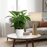 Calathea zebrina "Zebra Plant" 20 - 25cm - Greensouq - 