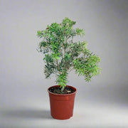 Callistemon viminalis "Bottle Brush Mini Red - Greensouq - 