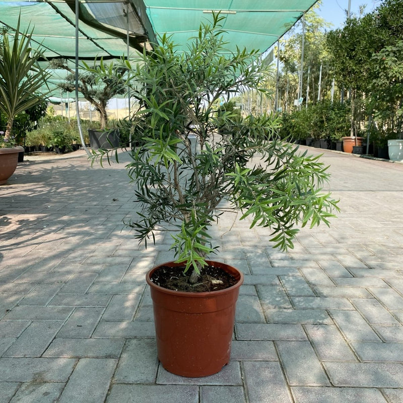 Callistemon viminalis "Bottle Brush Mini Red - Greensouq - 