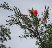 Callistemon viminalis "Bottle Brush Tree" - Greensouq - 