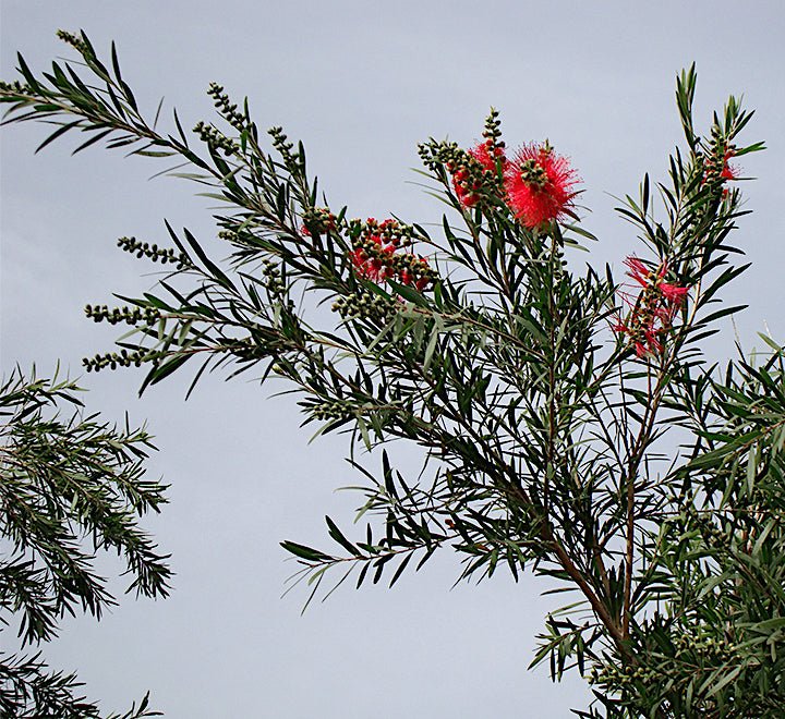 Callistemon viminalis "Bottle Brush Tree" - Greensouq - 