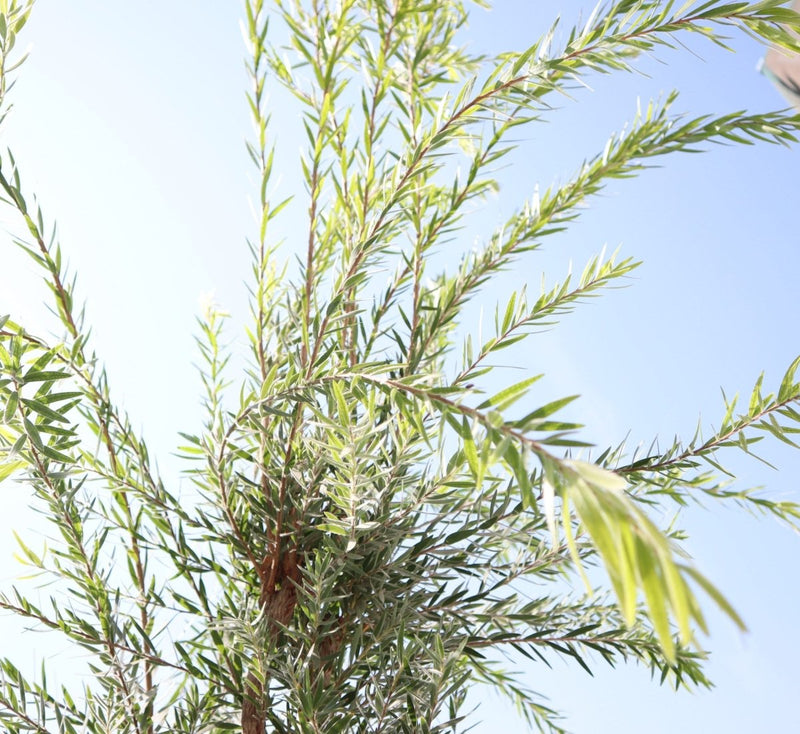 Callistemon viminalis "Bottle Brush Tree" - Greensouq - 