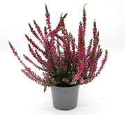 Calluna Vulgaris | Heather or Ling 20 - 25cm.. - Greensouq - 