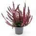 Calluna Vulgaris | Heather or Ling 20 - 25cm.. - Greensouq - 