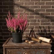 Calluna Vulgaris | Heather or Ling 20 - 25cm.. - Greensouq - 