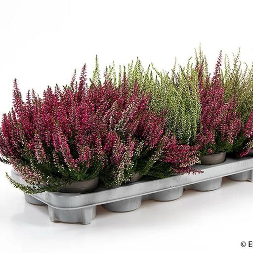 Calluna Vulgaris | Heather or Ling 20 - 25cm.. - Greensouq - 