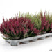 Calluna Vulgaris | Heather or Ling 20 - 25cm.. - Greensouq - 