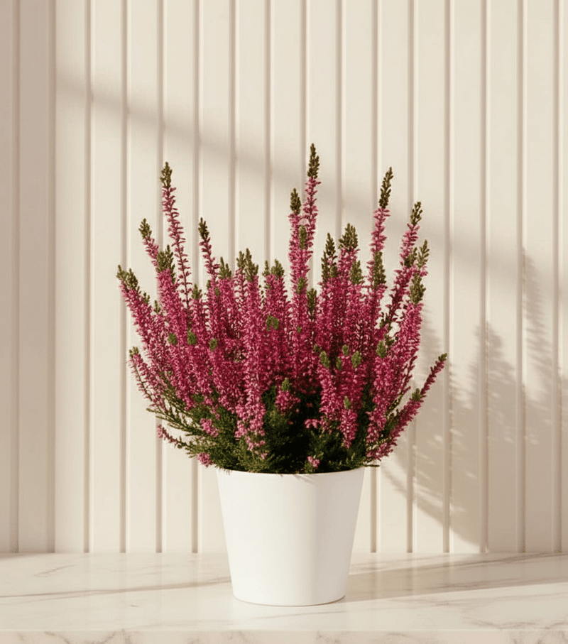 Calluna Vulgaris | Heather or Ling 20 - 25cm.. - Greensouq - 