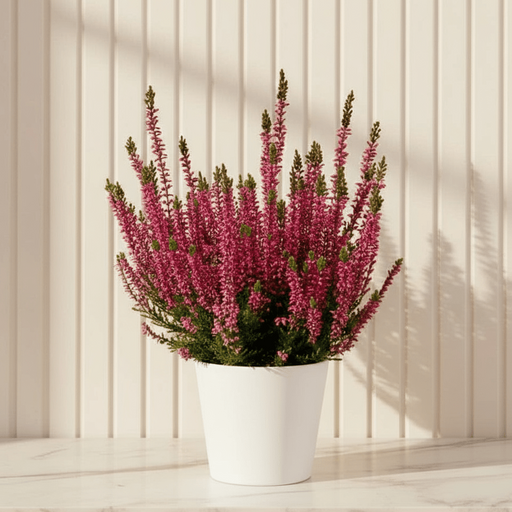 Calluna Vulgaris | Heather or Ling 20 - 25cm.. - Greensouq - 