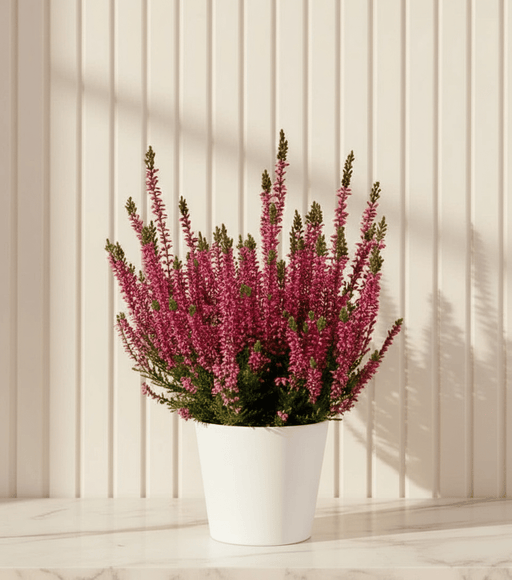 Calluna Vulgaris | Heather or Ling 20 - 25cm.. - Greensouq - 
