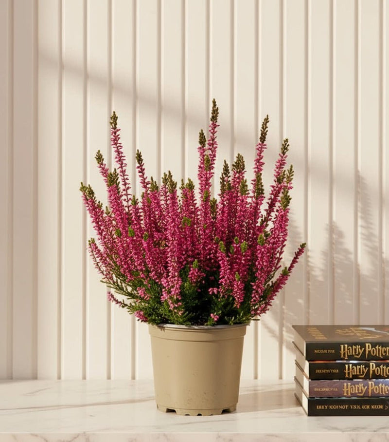 Calluna Vulgaris | Heather or Ling 20 - 25cm.. - Greensouq - 