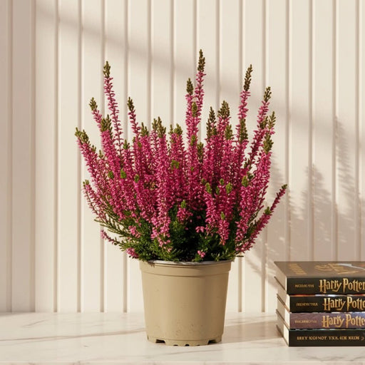 Calluna Vulgaris | Heather or Ling 20 - 25cm.. - Greensouq - 