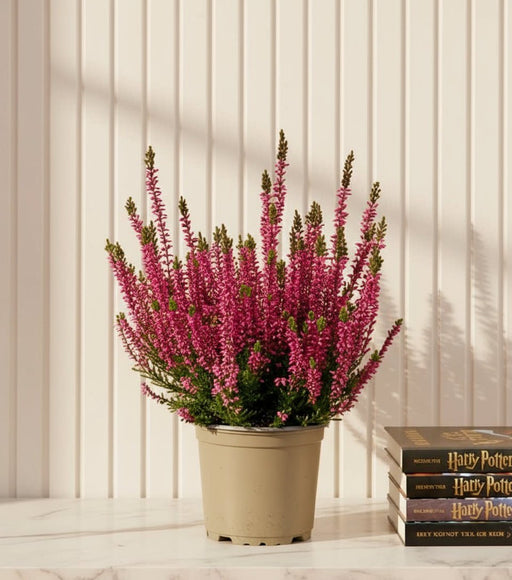 Calluna Vulgaris | Heather or Ling 20 - 25cm.. - Greensouq - 