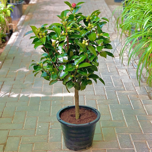 Camellia SP - Japanese Camellia 60cm - 80cm - Greensouq - 