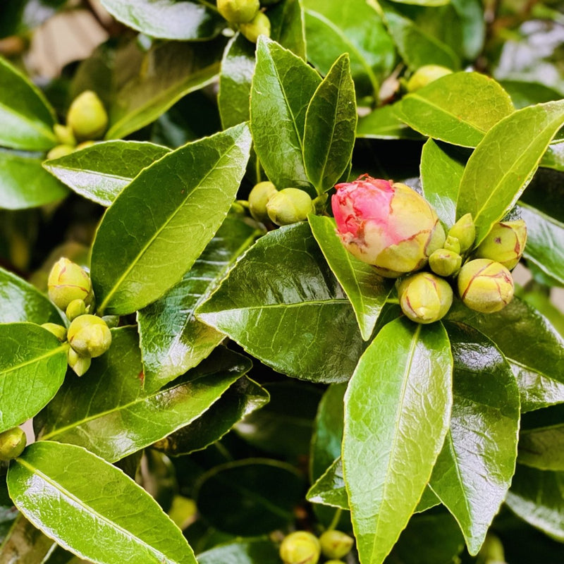 Camellia SP - Japanese Camellia 60cm - 80cm - Greensouq - 