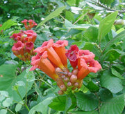 Campsis radicans "Trumpet Vine" - Greensouq - 
