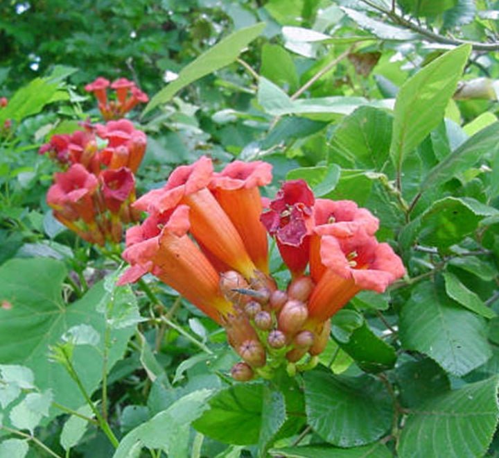 Campsis radicans "Trumpet Vine" - Greensouq - 
