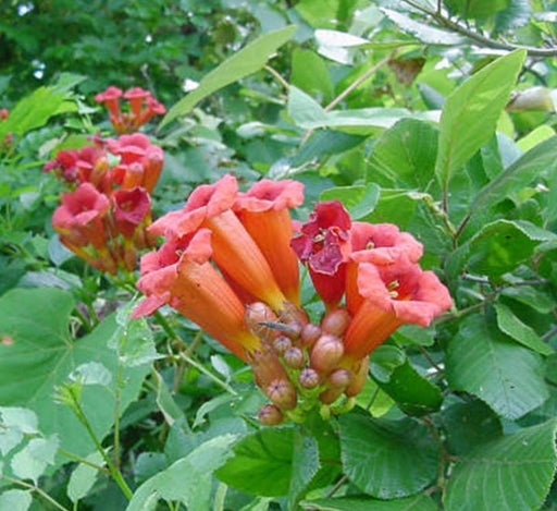 Campsis radicans "Trumpet Vine" - Greensouq - 