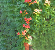 Campsis radicans "Trumpet Vine" - Greensouq - 