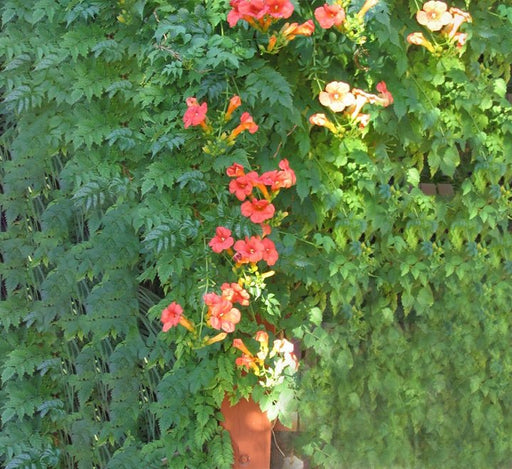 Campsis radicans "Trumpet Vine" - Greensouq - 
