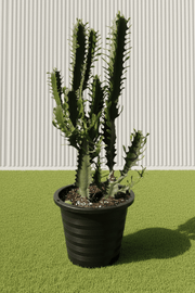 🌵 Candelabra Cactus 0.6 - 0.8m | UAE's Dragon Bones Tree! - Greensouq - 