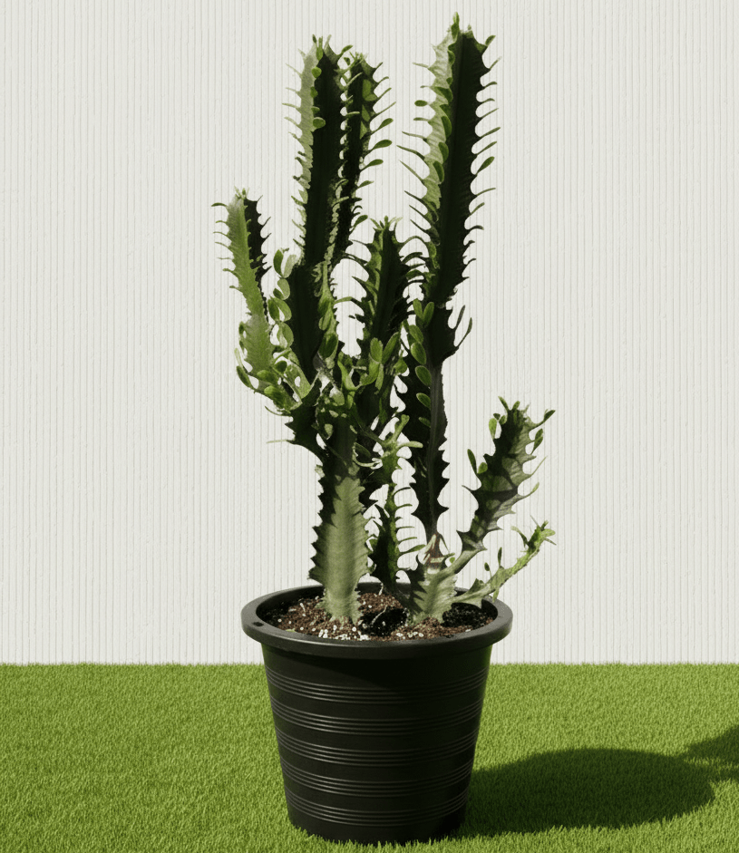 cactus ua 🌵 Candelabra Cactus 0.6-0.8m