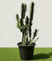 🌵 Candelabra Cactus 0.6 - 0.8m | UAE's Dragon Bones Tree! - Greensouq - 