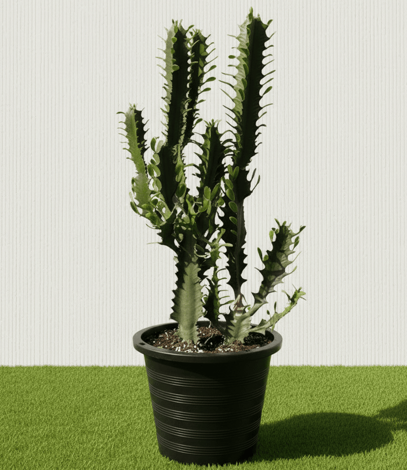 🌵 Candelabra Cactus 0.6 - 0.8m | UAE's Dragon Bones Tree! - Greensouq - 