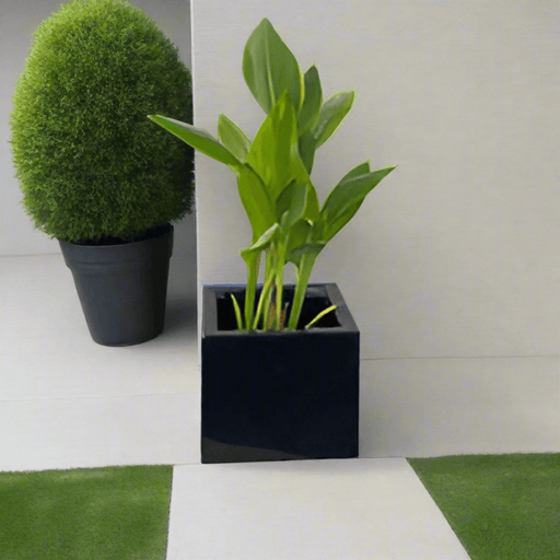 Canna Indica Green in Black GRP Square Pot 30x30 - Greensouq - 