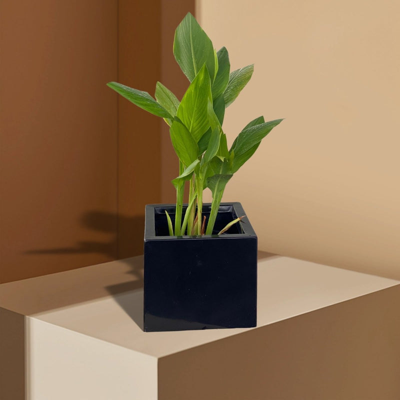 Canna Indica Green in Black GRP Square Pot 30x30 - Greensouq - 
