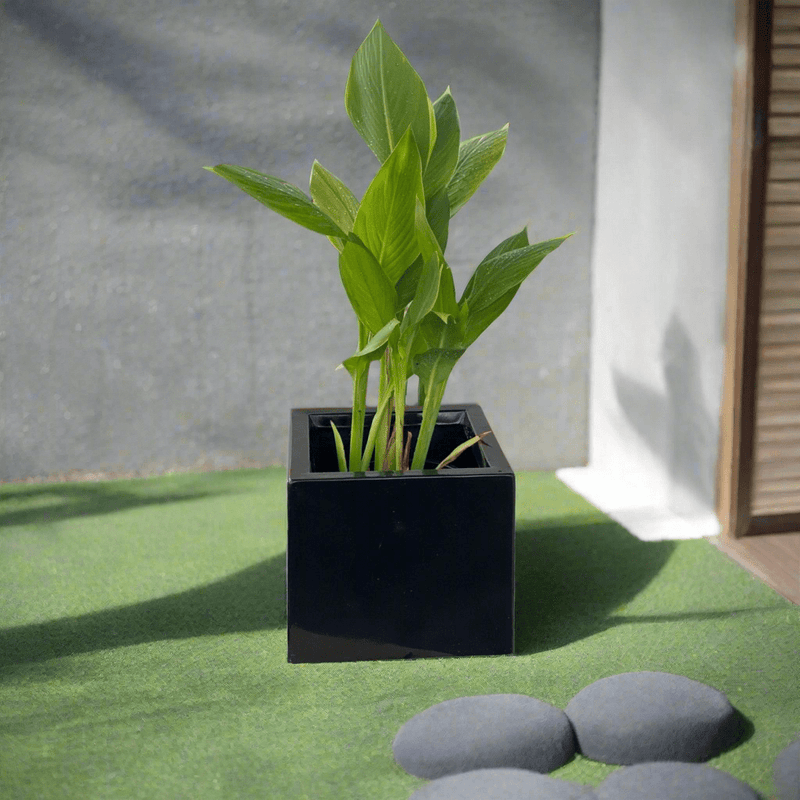 Canna Indica Green in Black GRP Square Pot 30x30 - Greensouq - 