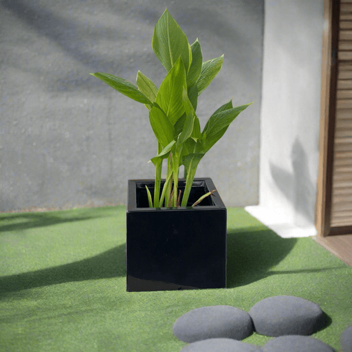 Canna Indica Green in Black GRP Square Pot 30x30 - Greensouq - 