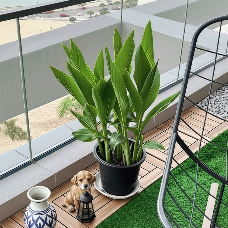 Canna Indica or Canna Green - Greensouq - 