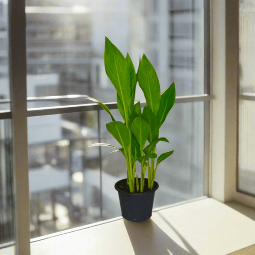Canna Indica or Canna Green - Greensouq - 