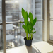 Canna Indica or Canna Green - Greensouq - 