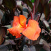 Canna Indica 'Purpurea' 30 - 50cm Overall Height - Greensouq - 