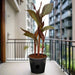 Canna Indica 'Purpurea' 30 - 50cm Overall Height - Greensouq - 