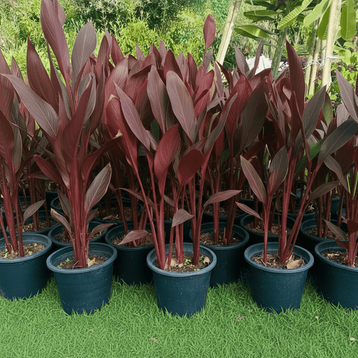 Canna Indica 'Purpurea' 30 - 50cm Overall Height - Greensouq - 