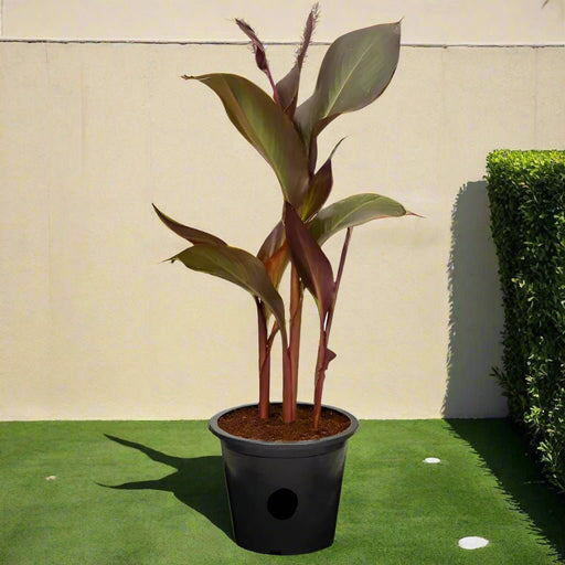 Canna Indica 'Purpurea' 30 - 50cm Overall Height - Greensouq - 