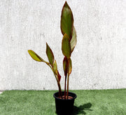 Canna Indica 'Purpurea' 30 - 50cm Overall Height - Greensouq - 