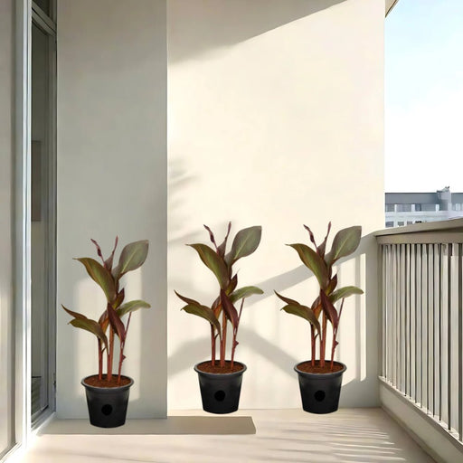 Canna Indica 'Purpurea' 30 - 50cm Overall Height - Greensouq - 