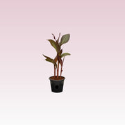 Canna Indica 'Purpurea' 30 - 50cm Overall Height - Greensouq - 