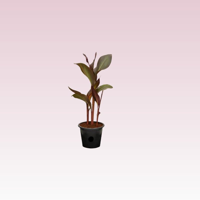 Canna Indica 'Purpurea' 30 - 50cm Overall Height - Greensouq - 