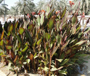 Canna Indica 'Purpurea' 30 - 50cm Overall Height - Greensouq - 