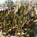 Canna Indica 'Purpurea' 30 - 50cm Overall Height - Greensouq - 