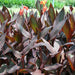 Canna Indica 'Purpurea' 30 - 50cm Overall Height - Greensouq - 