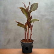 Canna Indica 'Purpurea' 30 - 50cm Overall Height - Greensouq - 
