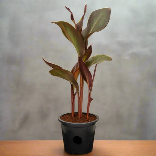 Canna Indica 'Purpurea' 30 - 50cm Overall Height - Greensouq - 